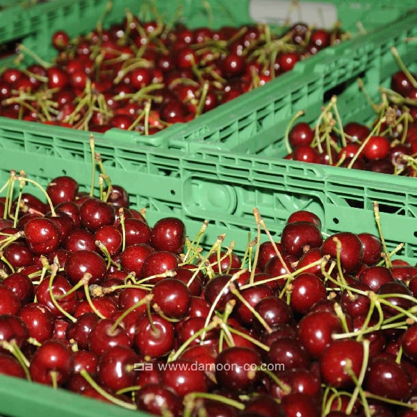 سردخانه ی نگهداری گیلاس و آلبالو