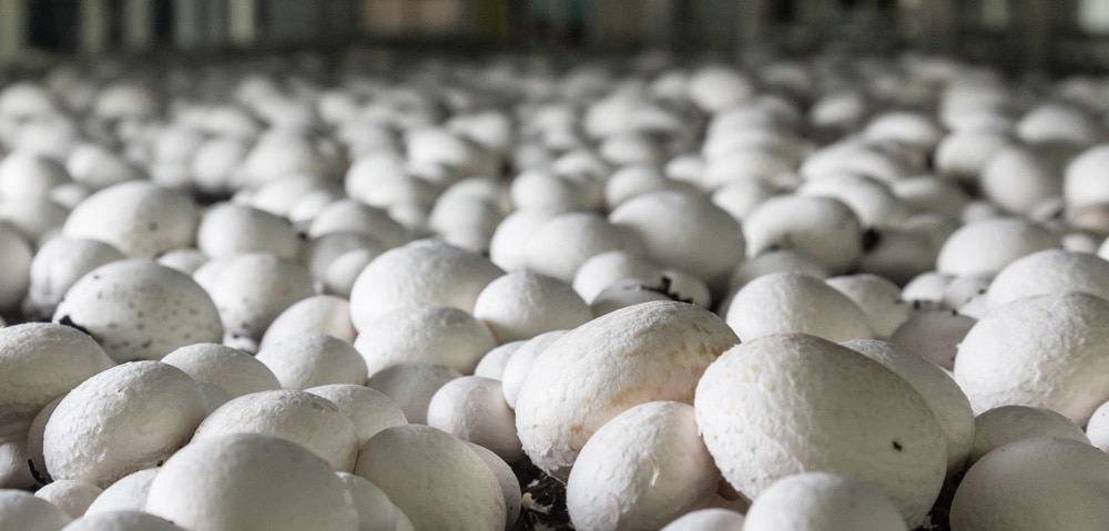 چیلر سالن پرورش گیاه و قارچ