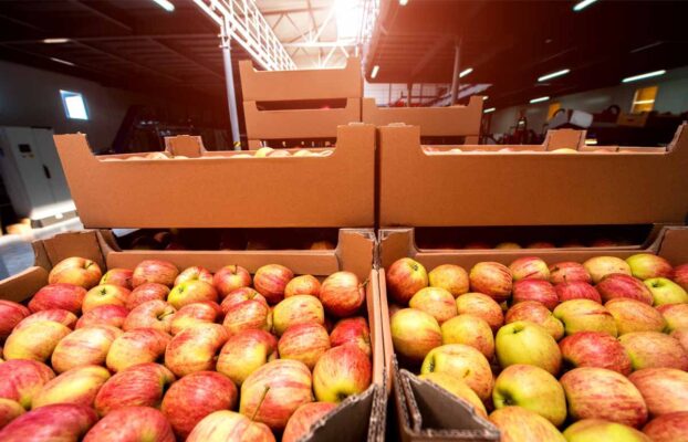 جعبه های مقوایی در بسته بندی میوه