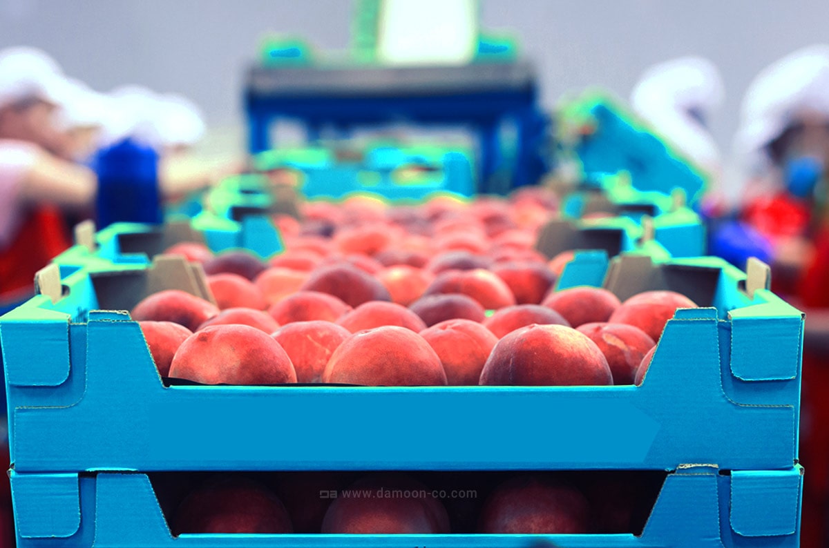 چگونه طول عمر میوه را افزایش دهیم؟