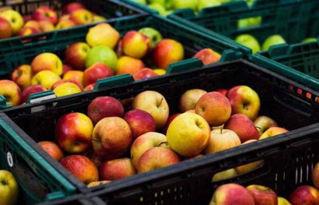 بسته بندی میوه در جعبه های پلاستیکی