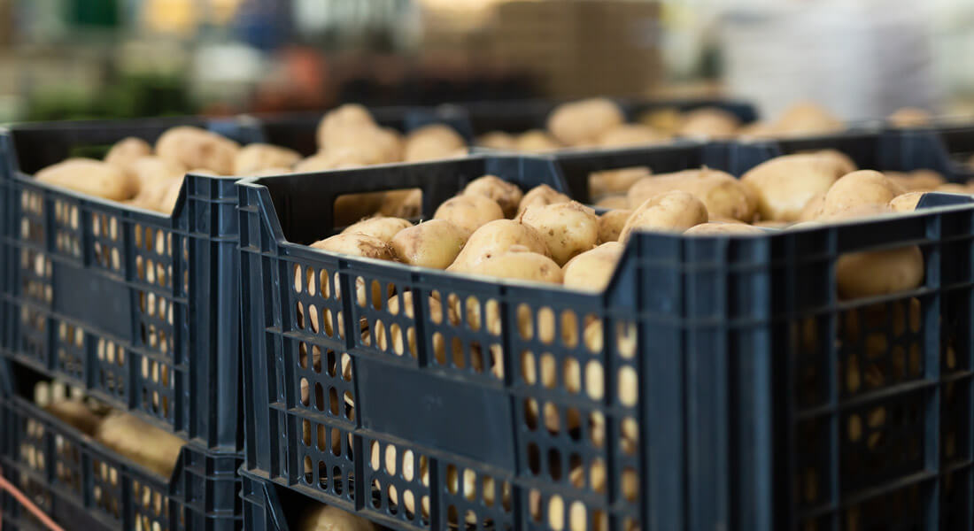 سردخانه سیب زمینی