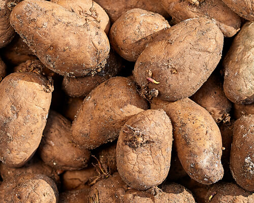 جلوگیری از کاهش وزن سیب زمینی